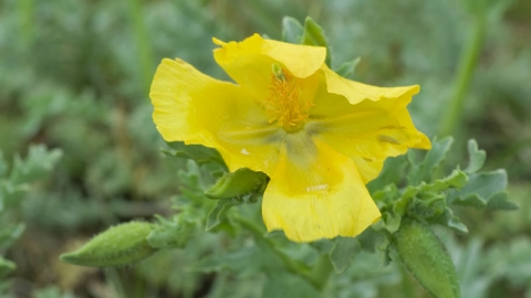 Yellow horned-poppy  Ulster Wildlife